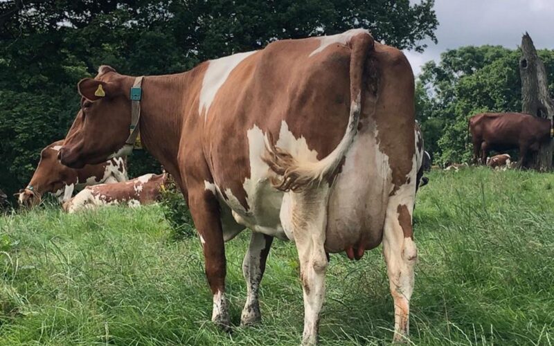 A fourth calved daughter of Swaites Nickle in the Jamara Herd