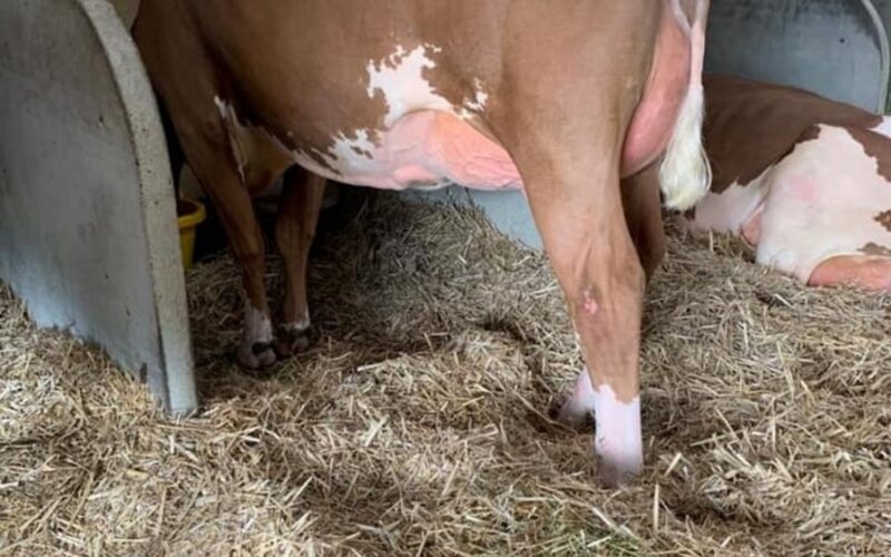 Sired by Cuthill Towers Buster