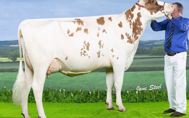 Morwick Peggy 126 who is sired by Pam Ayrs Hawaiian.