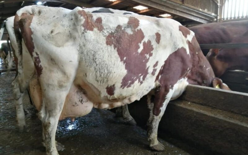 Sired by Hunnington Mandella - Whitecroft Myra 28 EX94 (7E)