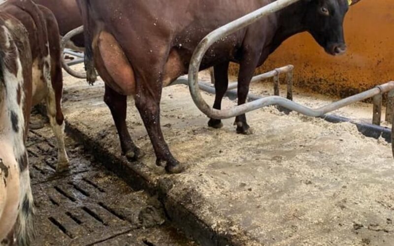 Sired by Ardmore Crown Napier