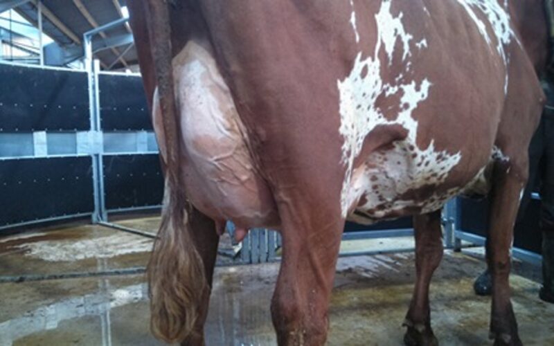 Daughter of Troutbeck Skyfall