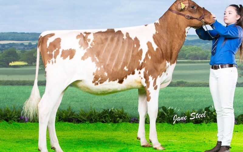 Stardust Supreme Queenie - Sired by Sandyford Supreme
