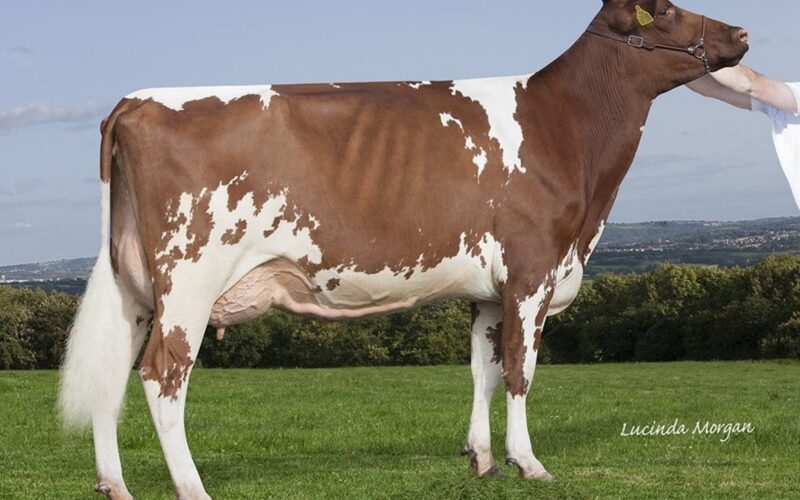 Gwynnog Primetime Sandy Rose VG 85 2 year old