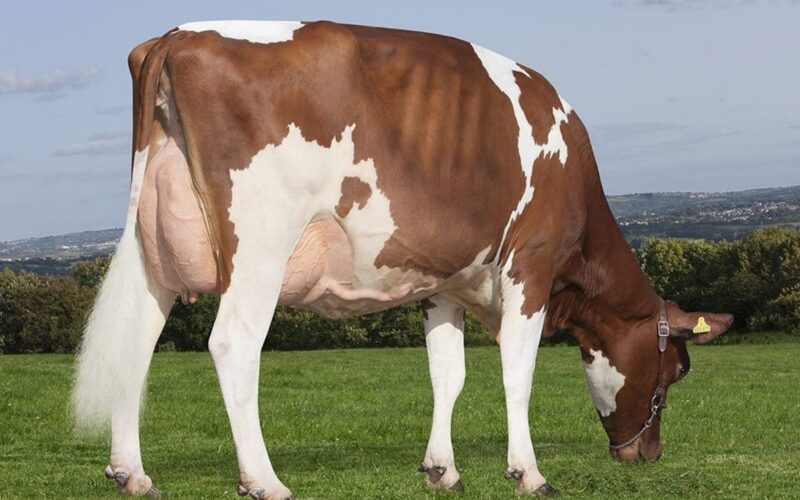 Sandyford Vitality Clover sired by Rosehill Vitality