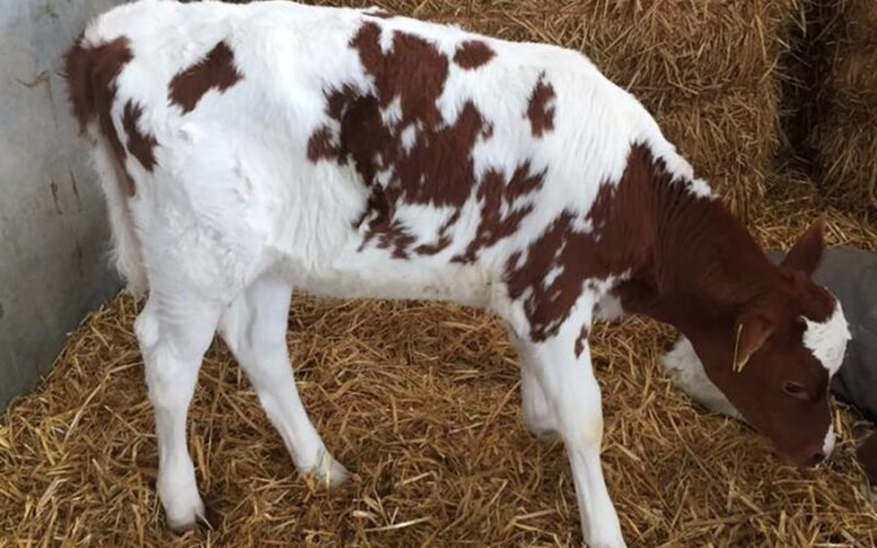 Daughter of Cuthill Towers Buster in the Dudley Wood Herd