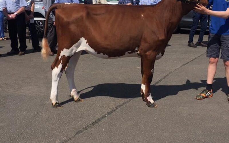 Swaites Dilly 12 the top seller at the Ayrshire Conference Sale 2019. Dilly 12 is sired by Ravenhill Victory
