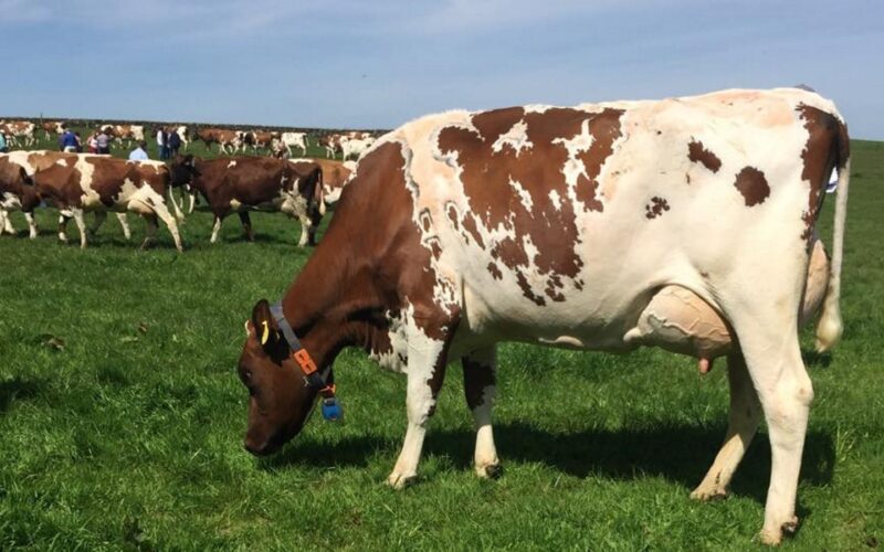 A Gwynnog Primetime daughter in the Halmyre herd, just fresh with her second calf