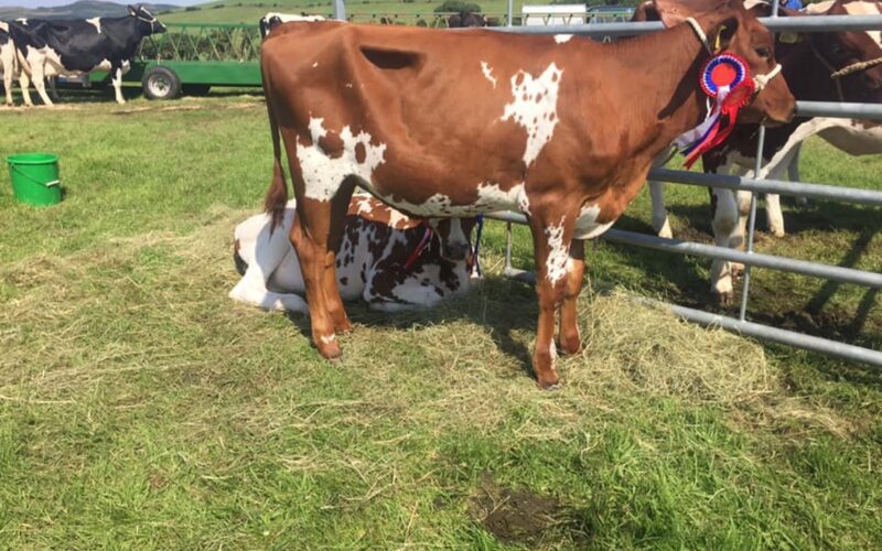 A show winning daughter of Beeline Santa Rock in the East Drumlemble Herd