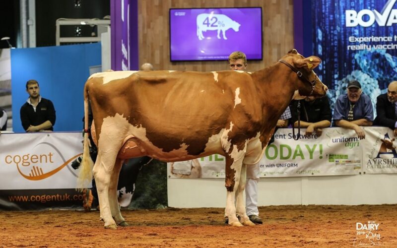 Allstar Triclo Joybell - sired by Sandyford Triclo