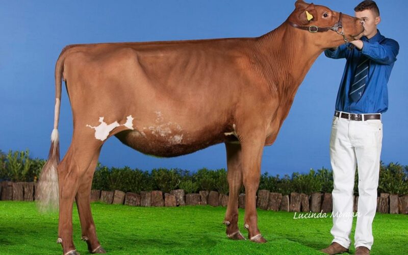 Daughter of Hunnington Famous - Sandyford Famed Clover