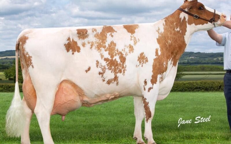 The dam of Moathouse Monopoly - Pylon Minty 12 EX95