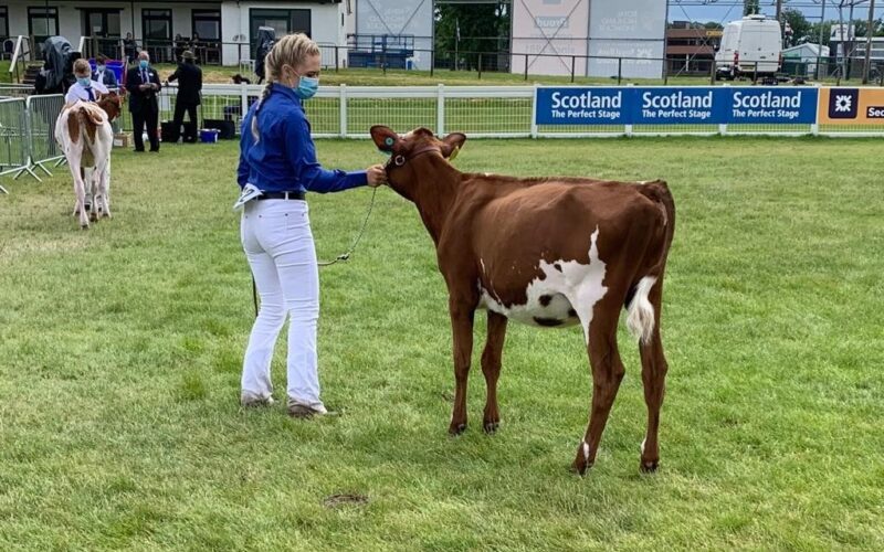 Alison Hunter with Brieryside Rubicom Pear, the highest place Ayrshire in the coloured breeds class