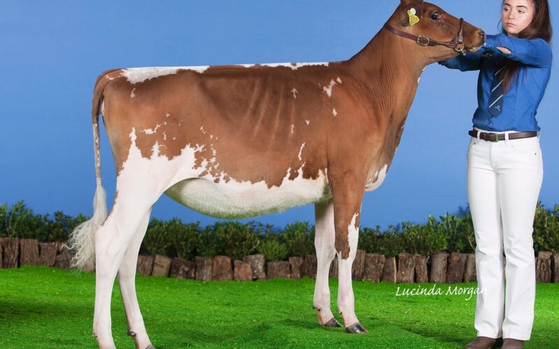 Champion, Allstar Supreme Joybell 2 (Sandyford Supreme) - Owned by Evie Tomlinson
