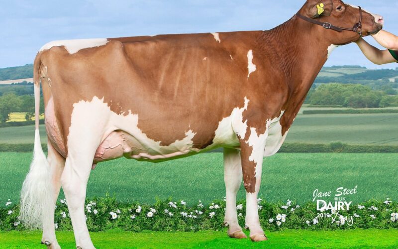 Champion D13 Allstar Triclo Joybell owned by Evie Tomlinson & E T Tomlinson