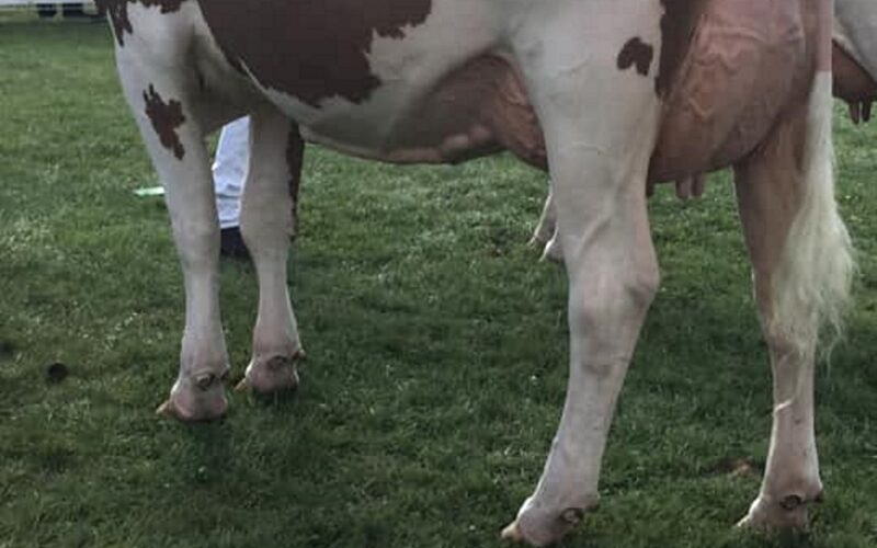 Allstar Triclo Joybell - Interbreed Heifer Champion at the Royal welsh Show 2019
