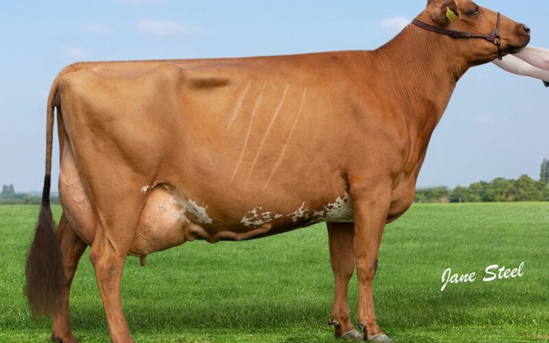 Ardmore Janet 110 Winner of the 6-7 year old class 2019