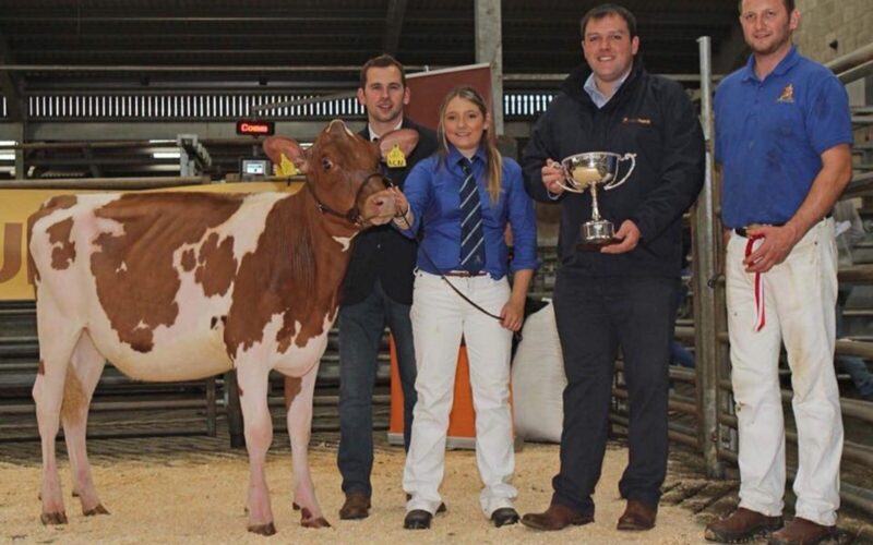 Ardmore Napier Ella 2 pictured after being Champion Calf at the Ulster Club Calf Show