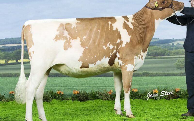 Ardmore Triclo Honesty