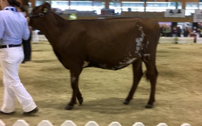 Arran Tri Cloe Hetty - sired by Sandyford Triclo