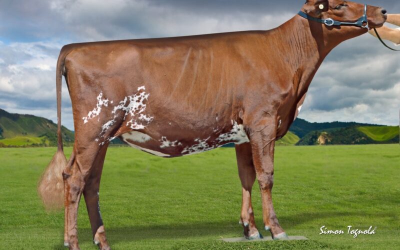 New Zealand winner Arran Tri Clo Hetty sired by Sandyford Triclo