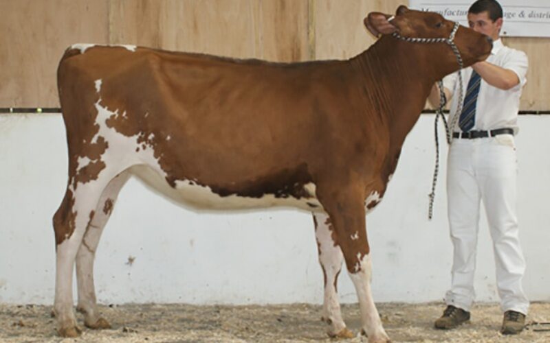 Champion Calf