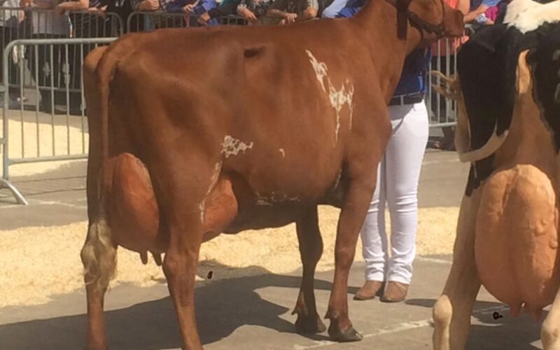 Heydale Serengeti EX 90