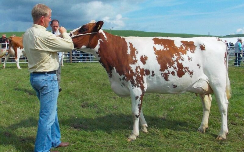 Archie Millar with one of his fantastic Ballygreggan Ayrshires