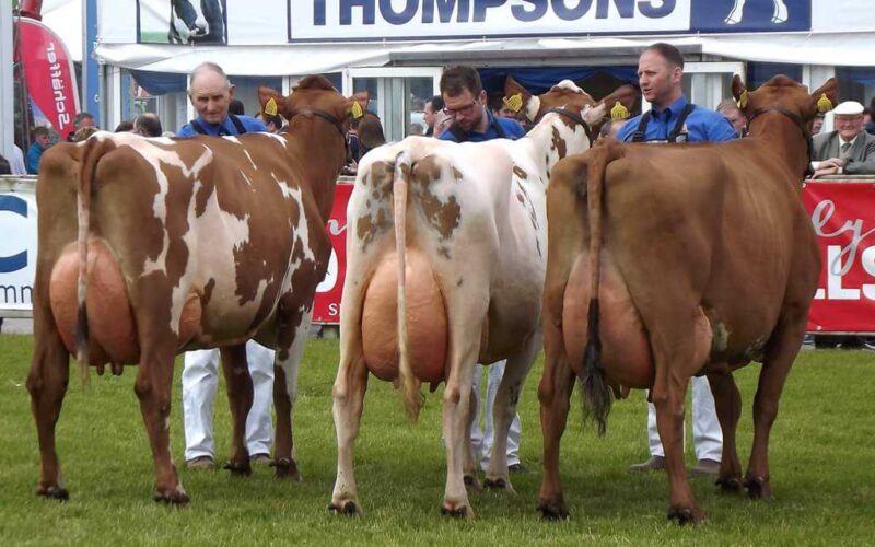 L to R Ardmore Orphan 117 - Ardmore Orphan 110 - Ardmore Janet 110