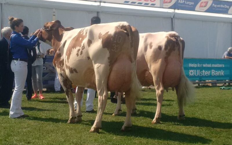 Breed Champion At This Year's Balmoral Show - Marleycote Sea Lily 14 EX 94 (2)
