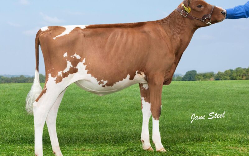 Beechmount Punch 16 who is sired by Beeline Ladys man.