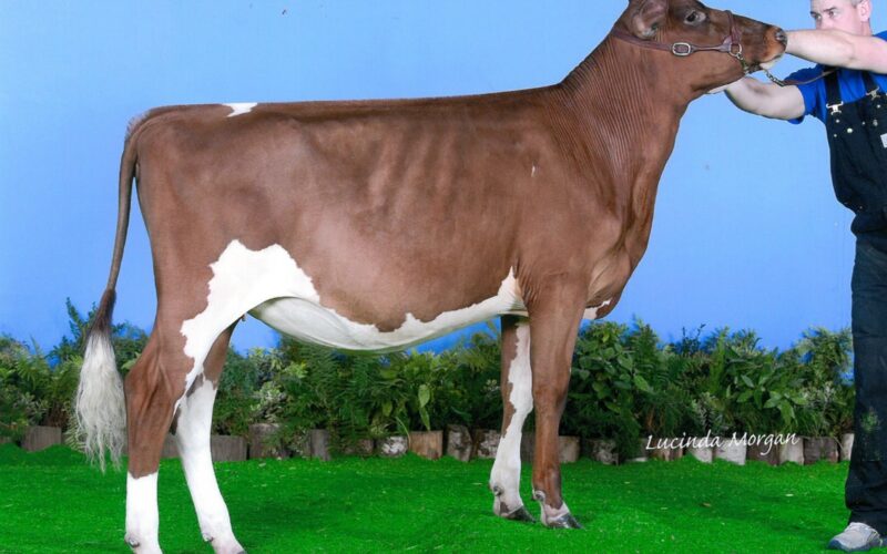 Daughter of Troutbeck Skyfall - Bigginvale Judy 19