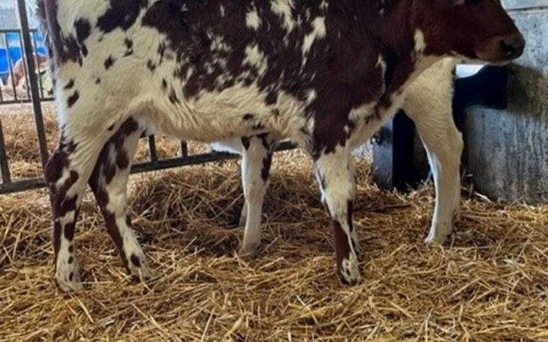 Daughter of Beechmount Magic Mike at Bigginvale.