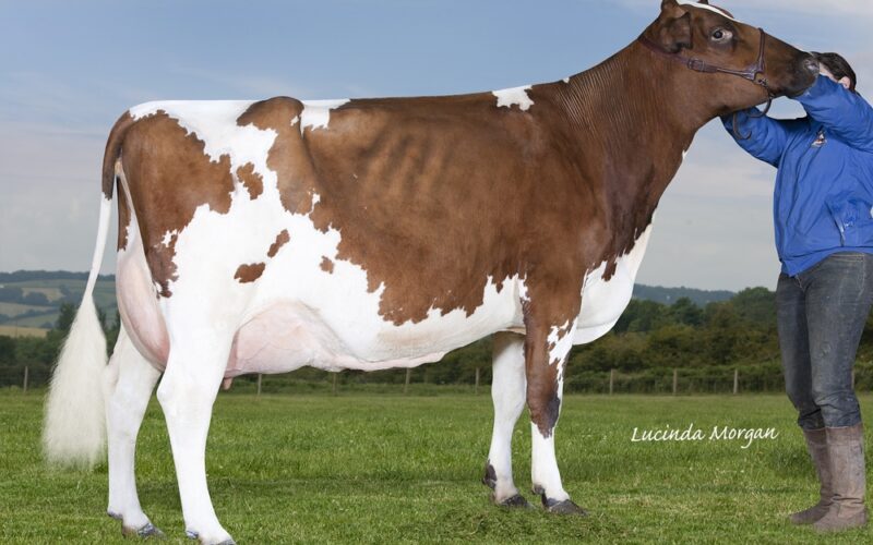 Bigginvale Molly 5 - Daughter Of Bigginvale Destination