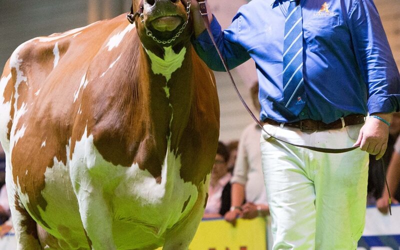 Blaise Tomlinson - This year's judge at the National Ayrshire Show