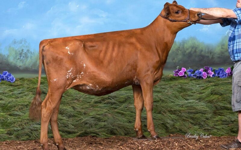 Boldview Fam Fatalle - sired by Hunnington Famous
