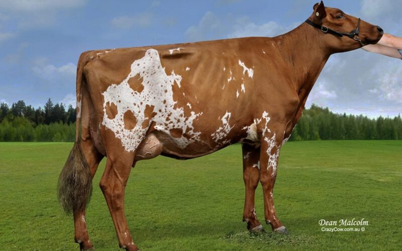 Boldview Starbuck Macchiato - Sired by Rosehill Real Mccoy
