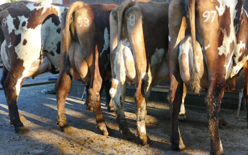 The four cows photographed are lot 36, lot 60, lot 14 & lot 6