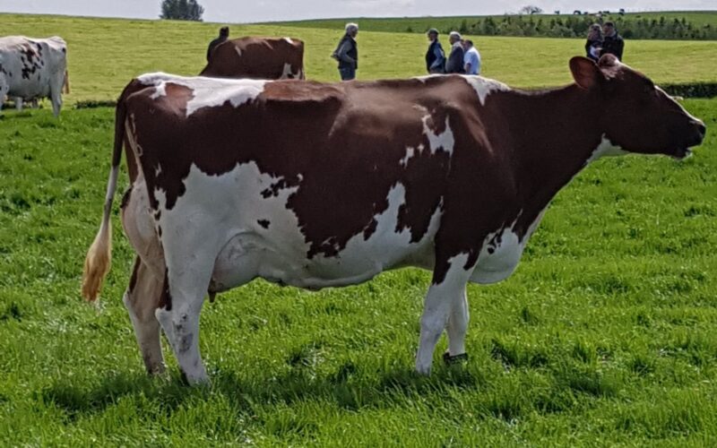 Just one of the options for a flush from Brieryside Ayrshires