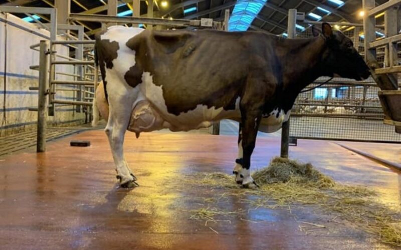 Brieryside Oblique Cherry EX94 the dam of Brieryside Hail