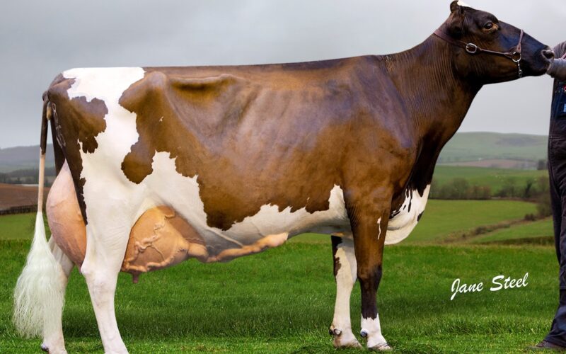 The dam of Brieryside Hail - Brieryside Oblique Cherry
