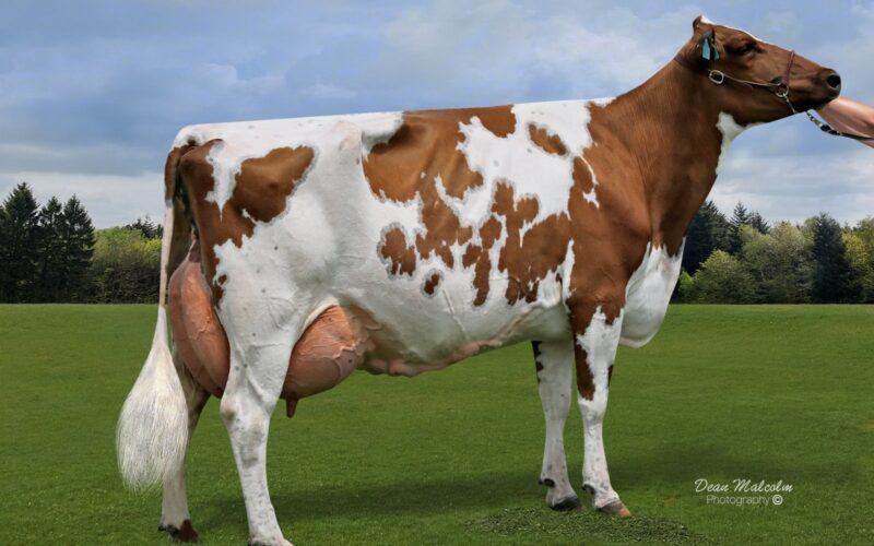 Brookview Napes Huron - sired by Ardmore Crown Napier