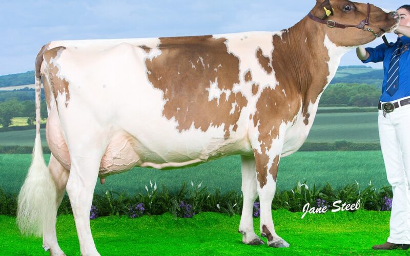 Ayrshire Champion - Beeline Swiss Florence VG 87 (Brieryside Lucky Swiss) - S N Bailey & Partners