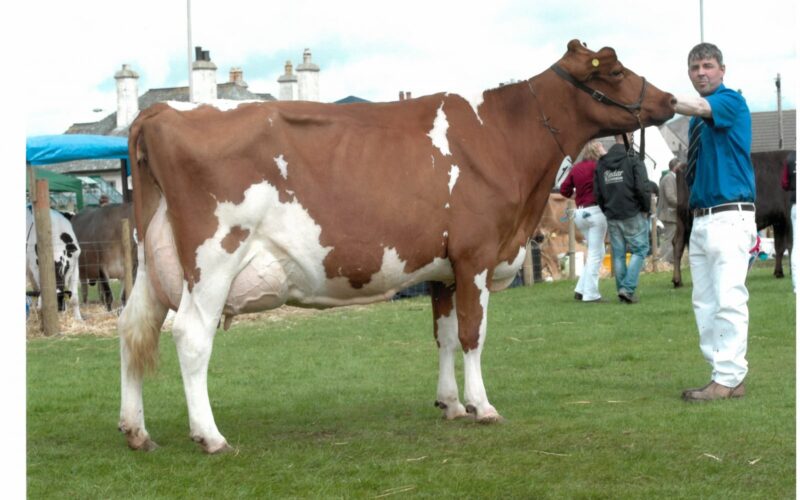 Lot 30, Stevenson’s Bunty 114 EX94-2E- sold to the second top price of 2500gns