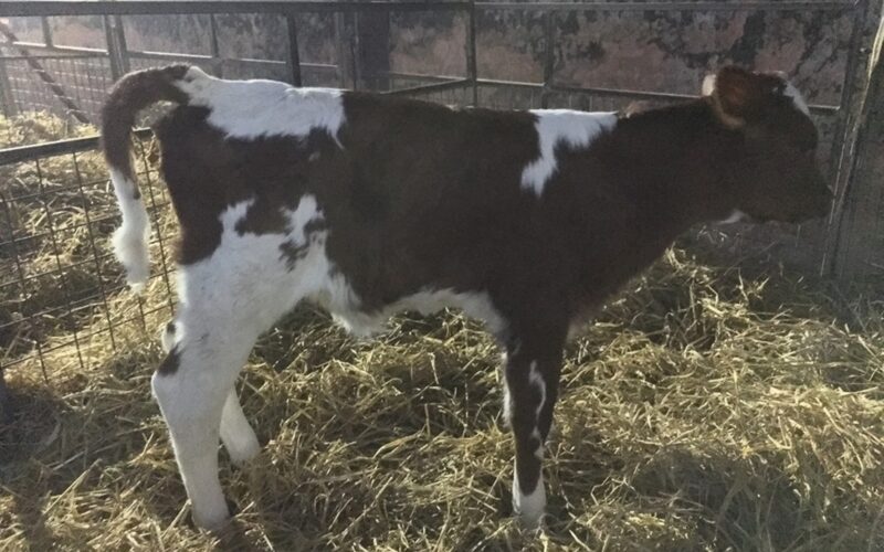 One of the first Panell calves to be born is this super calf at Butterbesley Ayrshire's