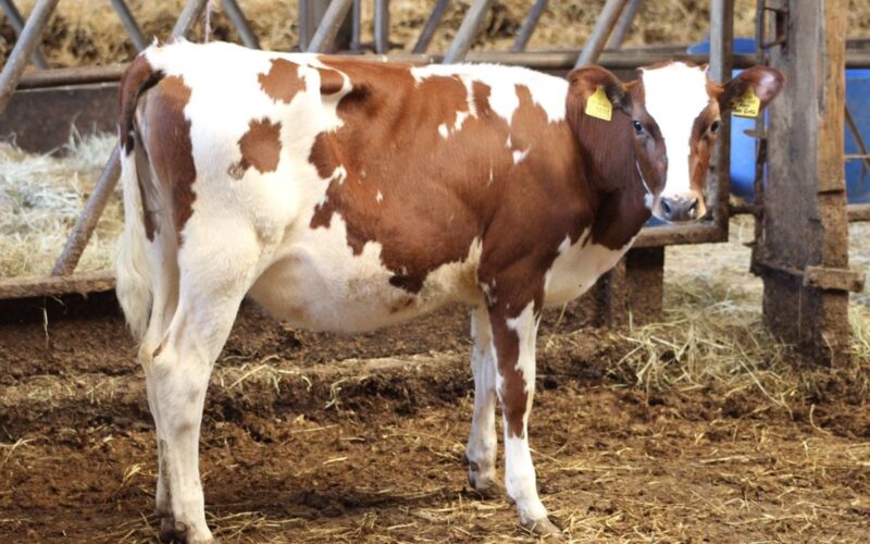 A Whitecroft Panell Daughter