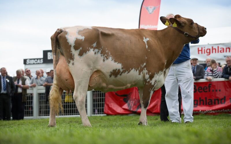 Ayrshire Champion - Sanderson George Evergreen 310 EX 92 - D & C Sanderson