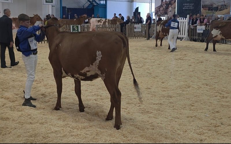 Butterbesley Calcutta Prospect