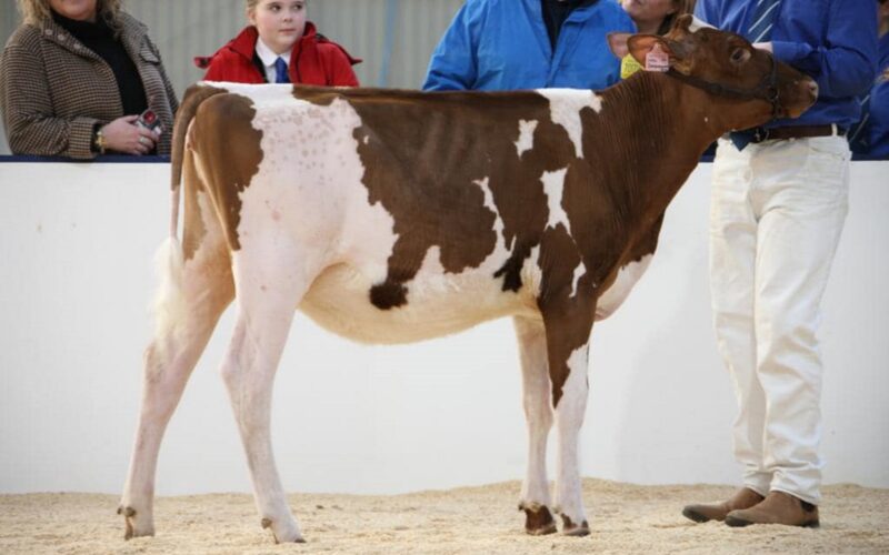 Carnell Hail Snowdrop 2 - Sired by Brieryside Hail
