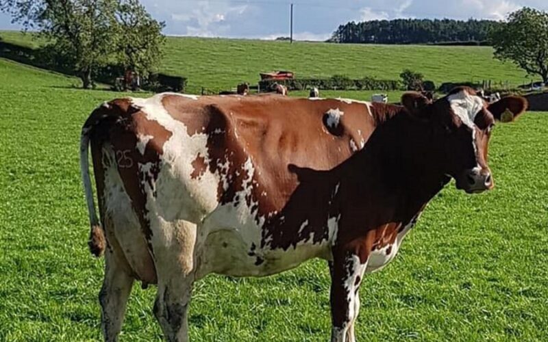 One of his many outstanding daughters, this one in the Carnell herd.